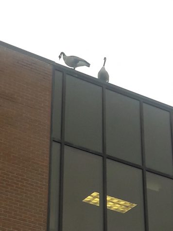 Pursuing Higher Education