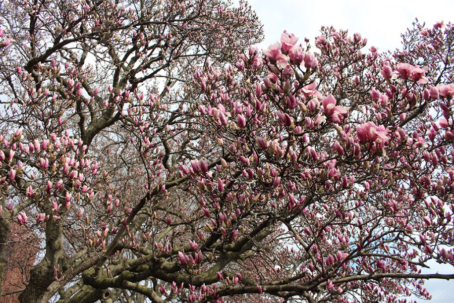 Trinitys magnolia trees are beautiful harbingers of spring. 