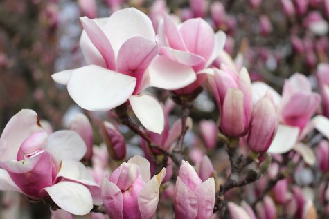‘Can Spring Be Far Behind?’