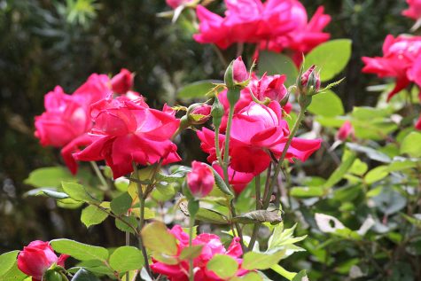 A Rose — or Watermelon — by Any Other Name